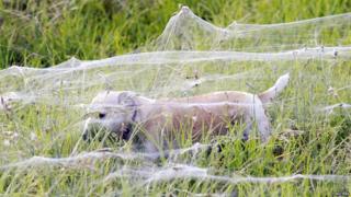 Dog walking under cobwebs that are covering a field