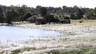 Field covered with cobwebs