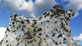 Spiders crawling over dry sticks covered with cobwebs