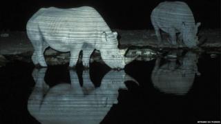 Rhinos drinking