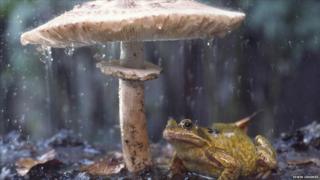 Frog sheltering from the rain on toadstool