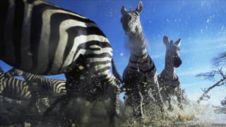 Zebras running