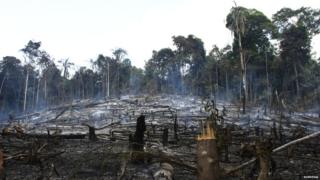 Smouldering forest remains on Awa land