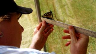 Measuring the butterfly of Papilio canadensis
