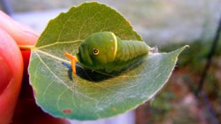 Papilio canadensis on a leaf