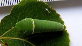 Canadian tiger caterpillar (Papilio canadensis) on a leaf