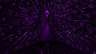 Purple-coloured image of a peacock