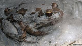 Mother mountain chicken frog in nest with eggs