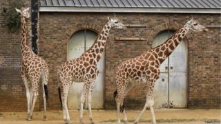 Three giraffes stand near a giant measuring tape.
