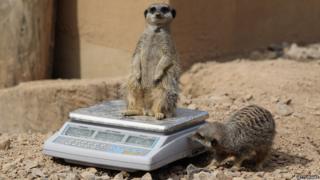 A meerkat stands on a weighing scales while another sniffs it.