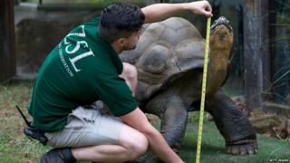 A giant tortoise is measured at London Zoo.