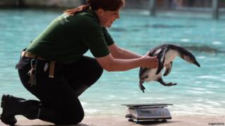 A zoo keeper lifts a penguin onto a weighing scales.