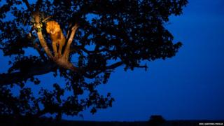A silhouetted tree on the savannah. A lion is illuminated high in the tree by torch light.