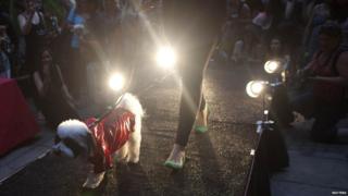 Dog with owner walks down 'dogwalk'