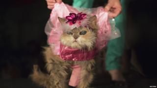 Persian cat takes part in the fashion show