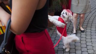 Scotch the dog with red fur and jacket