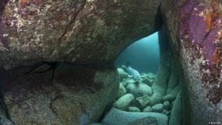 Grey seal in underwater cave (c) Alexander Mustard / BWPA
