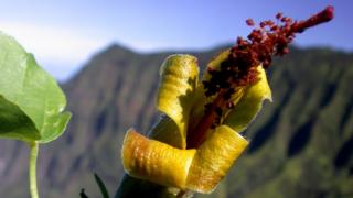 Hibiscadelphus woodii