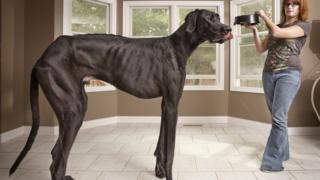 Largest dog in the world, a Great Dane called Zeus, being fed.