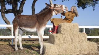 Tallest donkey in the world and his owner.