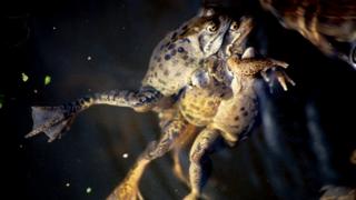 frogs in a pond