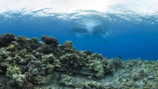 Divers underwater around Hawaii, an island which is one of the fifty states of America