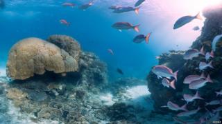 Fishes in water in the Great Barrier Reef