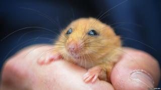Hazel dormouse in a hand