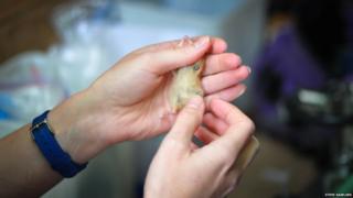 Checking a hazel dormouse