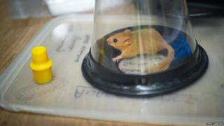 A dormouse