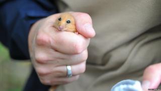 A dormouse in the hand of Chester Zoo staff