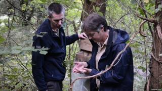 Zoo staff return the dormouse to its nest box