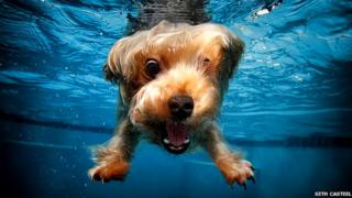 A golden pooch takes the plunge