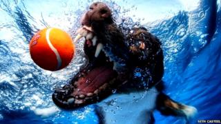 Dog underwater with tennis ball