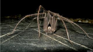 House spider