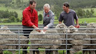 Prince Charles visits a sheep farm in Australia