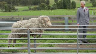 Prince Charles visits a sheep farm in Australia