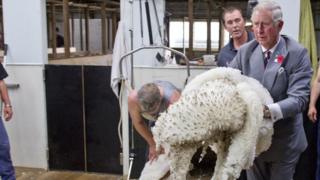 Prince Charles visits a sheep farm in Australia