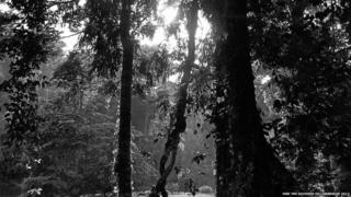 Pictures of the Borneo rainforest taken by the Duchess of Cambridge.