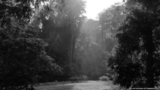 Pictures of the Borneo rainforest taken by the Duchess of Cambridge.