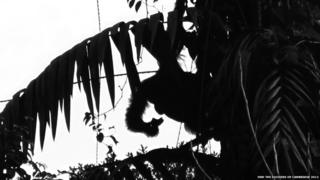 Picture of Borneo Orangutan.