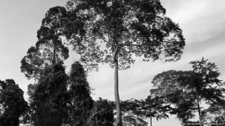 Pictures of the Borneo rainforest taken by the Duchess of Cambridge.