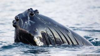 Humpback whale photographed off the coast of Tromso, Norway