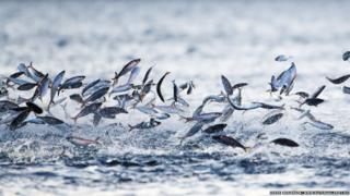 Fish leaping out of the water