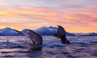 Whales diving under water, flukes are visible