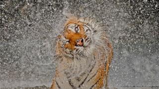 Tigress shaking water
