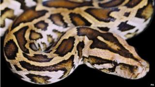 Snake