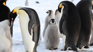 Penguin chicks with their parents