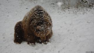 A brown bear at Whipsnade Zoo