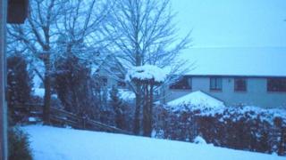 Snow covered trees